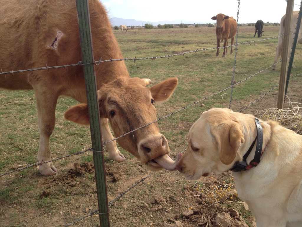 Image result for wildlife photos dogs and cows together