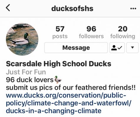 @ducksofshs: Follow for a Quack!