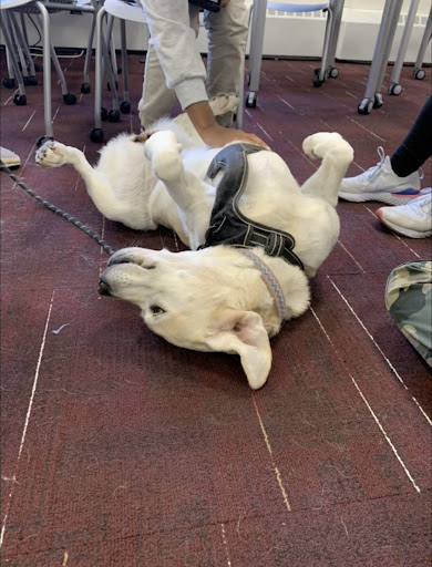 Stella was playful with all of the students.