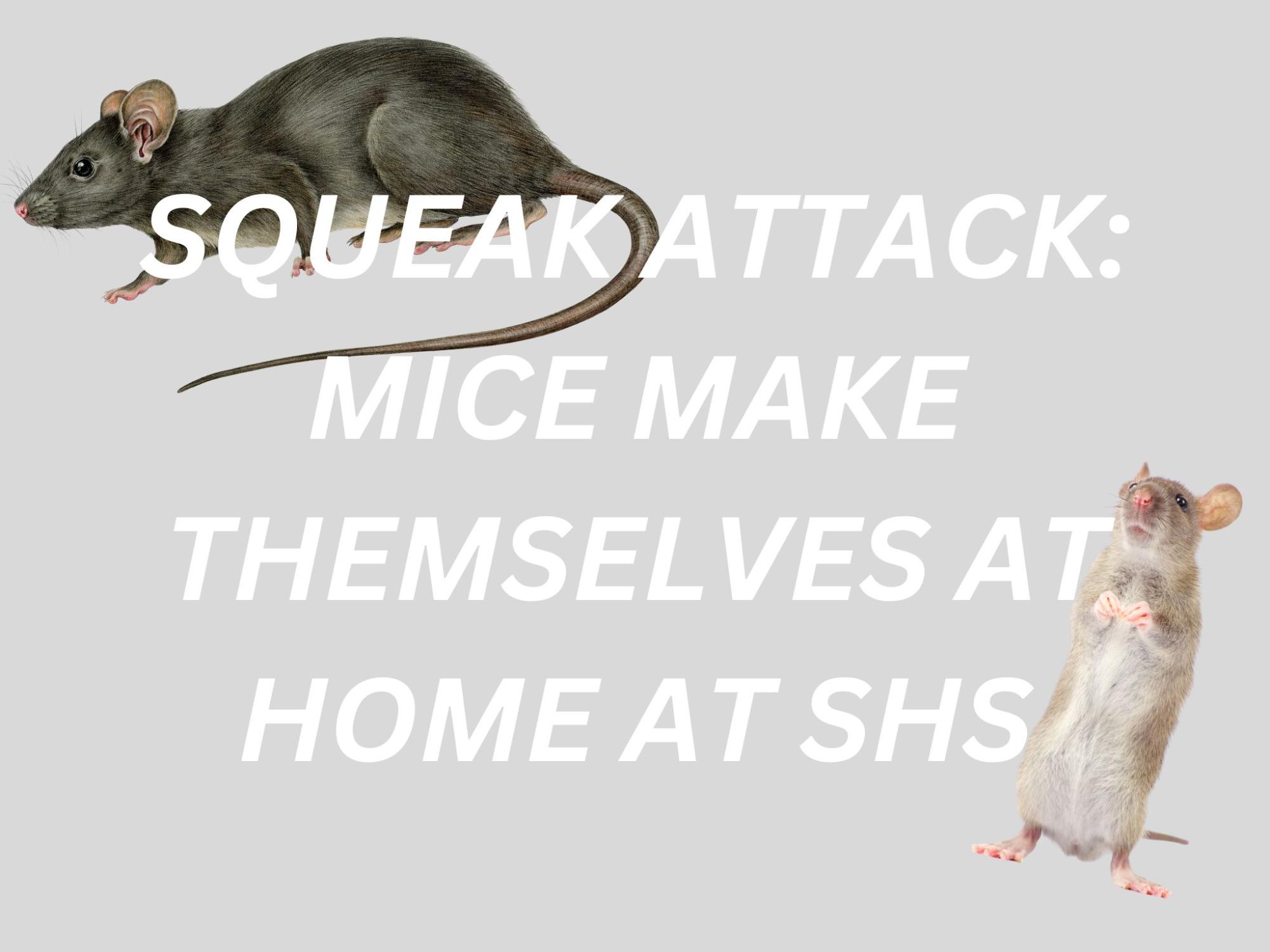 Squeak Attack: Mice Make Themselves at Home at SHS